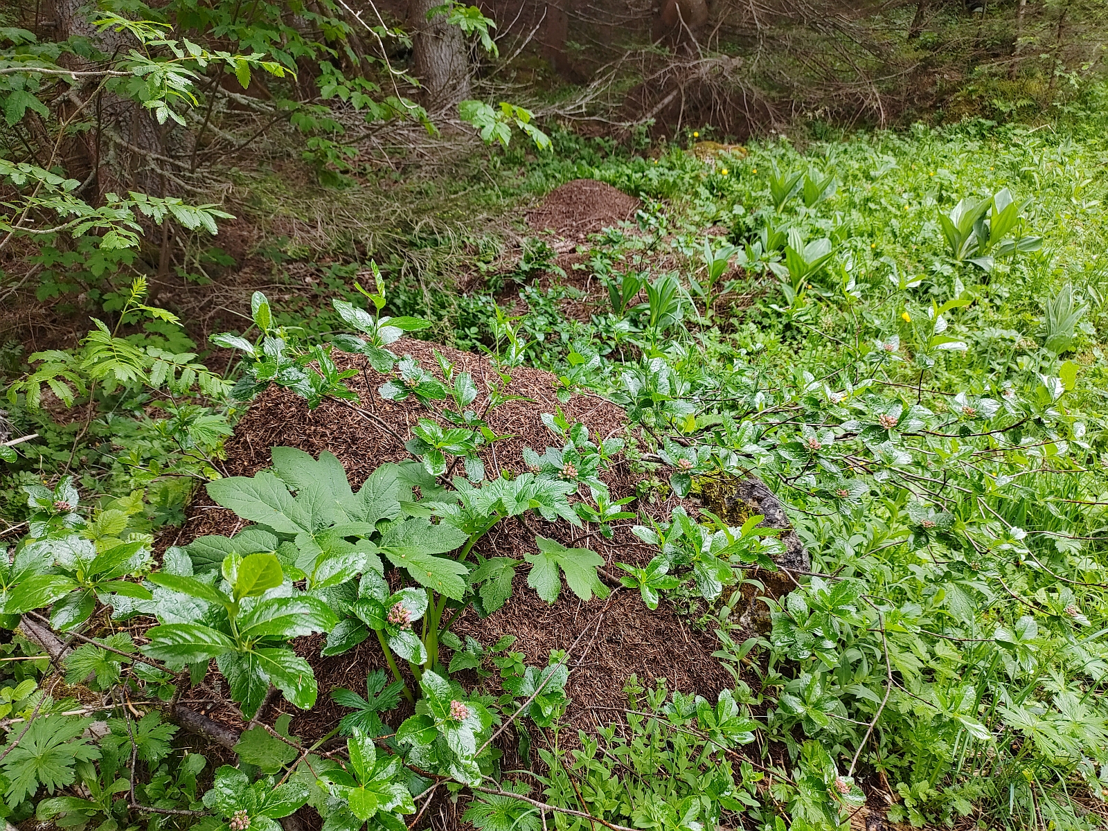 24_19. Juni 21_G Rocher du Midi (101).jpg